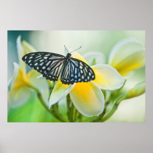USA, Pennsylvania. Schwalbenschwanz-Schmetterling Poster