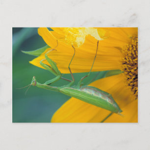 USA, Pennsylvania. Weibliche Gottesanbeterin Postkarte