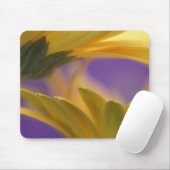 USA, Pennsylvania. Yellow Gerbera Daisies, nah Mousepad (Mit Mouse)