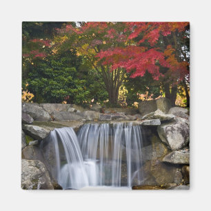 USA, Redmond, Washington. Herbstfarben in einem Pa Magnet