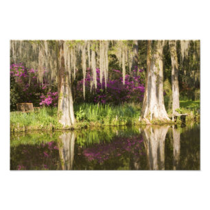 USA, South Carolina, Charleston. Cypress-Bäume Fotodruck