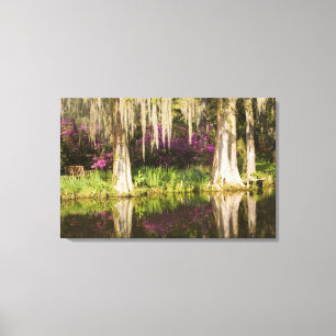 USA, South Carolina, Charleston. Cypress-Bäume Leinwanddruck