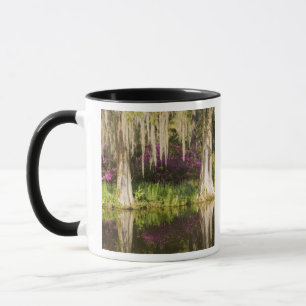 USA, South Carolina, Charleston. Cypress-Bäume Tasse
