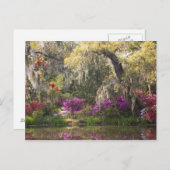 USA, South Carolina, Charleston. Cypress Trees 2 Postkarte (Vorne/Hinten)