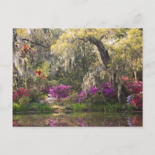 USA, South Carolina, Charleston. Cypress Trees 2 Postkarte (Vorderseite)