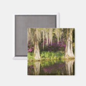 USA, South Carolina, Charleston. Cypress Trees Magnet (Vorderseite/Rückseite)