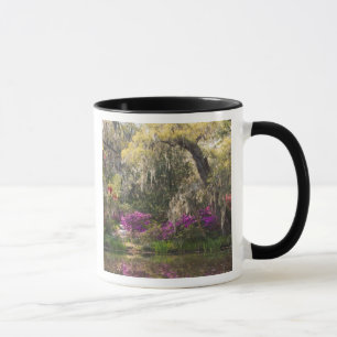 USA, South Carolina, Charleston. Zypressen 2 Tasse