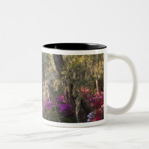 USA, South Carolina, Charleston. Zypressen 2 Zweifarbige Tasse