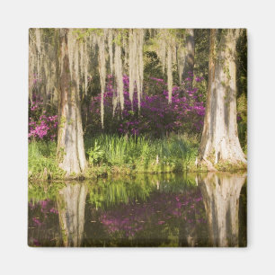 USA, South Carolina, Charleston. Zypressen Magnet