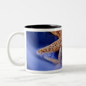 USA, South Carolina, Hilton Head Island.Zwei Zweifarbige Tasse (Links)