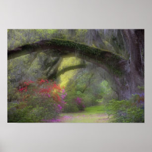 USA, South Carolina, Magnolia Gardens. Poster