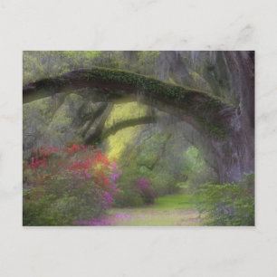 USA, South Carolina, Magnolia Gardens. Postkarte