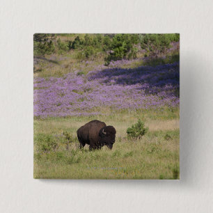 USA, South Dakota, amerikanischer Bison Button