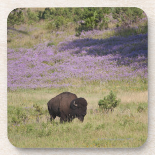 USA, South Dakota, amerikanischer Bison Getränkeuntersetzer