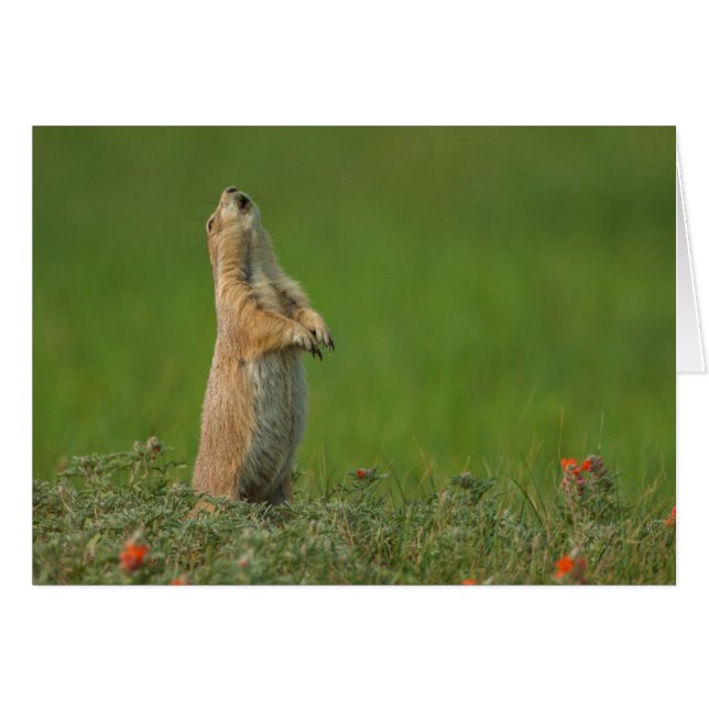 USA, South Dakota, Custer Staat Park (Vorderseite (Horizontal))