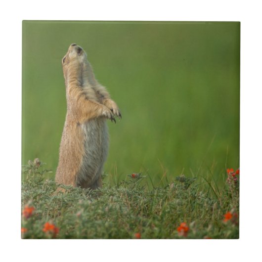 USA, South Dakota, Custer Staat Park Fliese (Vorderseite)