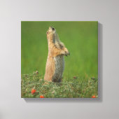 USA, South Dakota, Custer Staat Park Leinwanddruck (Vorderseite)