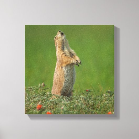 USA, South Dakota, Custer Staat Park Leinwanddruck (Vorderseite)