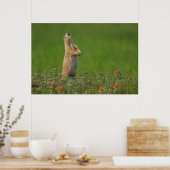 USA, South Dakota, Custer Staat Park Poster (Küche)