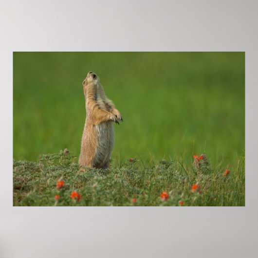 USA, South Dakota, Custer Staat Park Poster (Vorne)