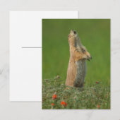 USA, South Dakota, Custer Staat Park Postkarte (Vorne/Hinten)