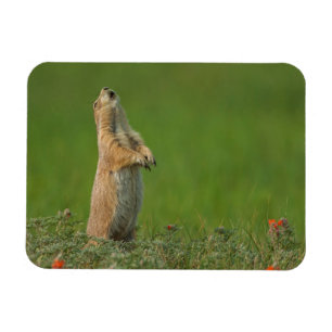 USA, South Dakota, Custer State Park Magnet