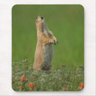 USA, South Dakota, Custer State Park Mousepad