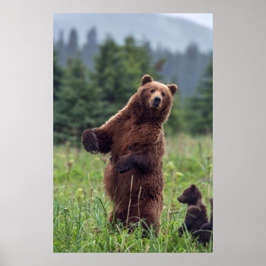 USA, Southeast Alaska, Brown Bear and cub Poster (Vorne)