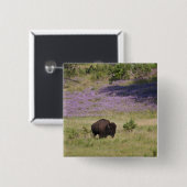 USA, Süddakota, amerikanisches Bison (Bison bison) Button (Vorne & Hinten)
