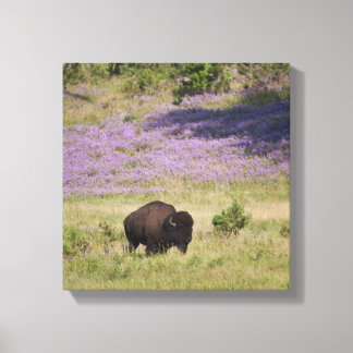 USA, Süddakota, amerikanisches Bison (Bison bison) Leinwanddruck