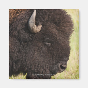 USA, Süddakota, amerikanisches Bison (Bison bison) Magnet