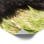 USA, Süddakota, amerikanisches Bison (Bison bison) Poster (Ecke)