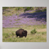 USA, Süddakota, amerikanisches Bison (Bison bison) Poster (Vorne)