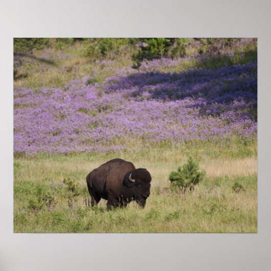USA, Süddakota, amerikanisches Bison (Bison bison) Poster (Vorne)