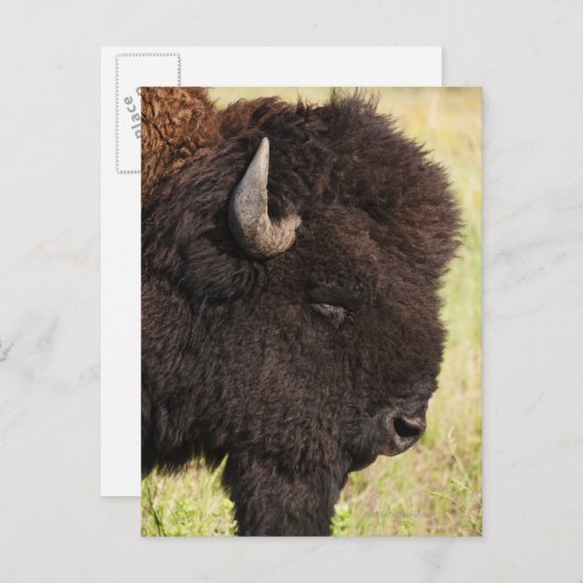 USA, Süddakota, amerikanisches Bison (Bison bison) Postkarte (Vorne/Hinten)