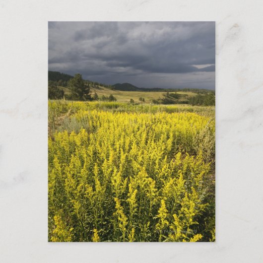 USA, Süddakota, Blume und Sturm Postkarte (Vorderseite)