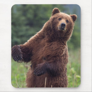USA, Südost-Alaska, Braunbär und Jungtier Mousepad