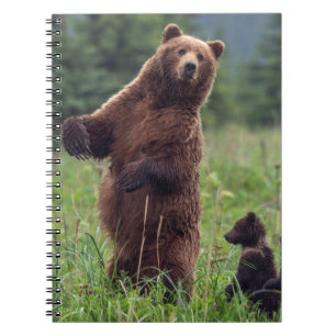 USA, Südost-Alaska, Braunbär und Jungtier Notizblock
