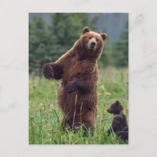 USA, Südost-Alaska, Braunbär und Jungtier Postkarte
