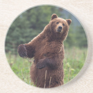 USA, Südost-Alaska, Braunbär und Jungtier Sandstein Untersetzer