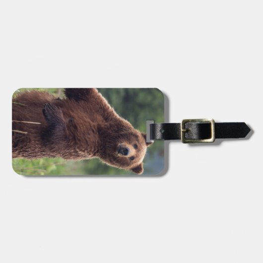 USA, Südost-Alaska, Brown Bear and cub Gepäckanhänger (Vorderseite horizontal)