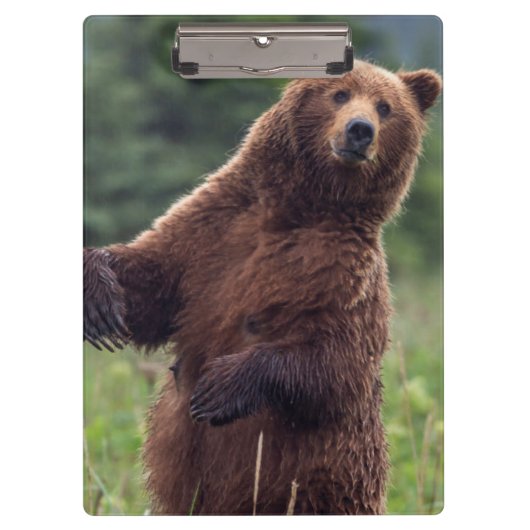 USA, Südost-Alaska, Brown Bear and cub Klemmbrett (Vorderseite)