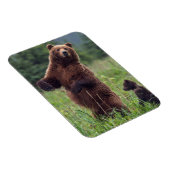 USA, Südost-Alaska, Brown Bear and cub Magnet (Rechte Seite)