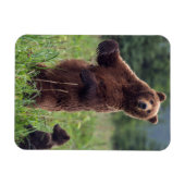 USA, Südost-Alaska, Brown Bear and cub Magnet (Horizontal)