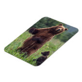 USA, Südost-Alaska, Brown Bear and cub Magnet (Linke Seite)