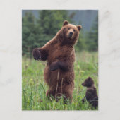 USA, Südost-Alaska, Brown Bear and cub Postkarte (Vorderseite)