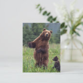 USA, Südost-Alaska, Brown Bear and cub Postkarte (Stehend Vorderseite)
