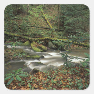 USA, Tennessee. Big South Gabelinsel Quadratischer Aufkleber