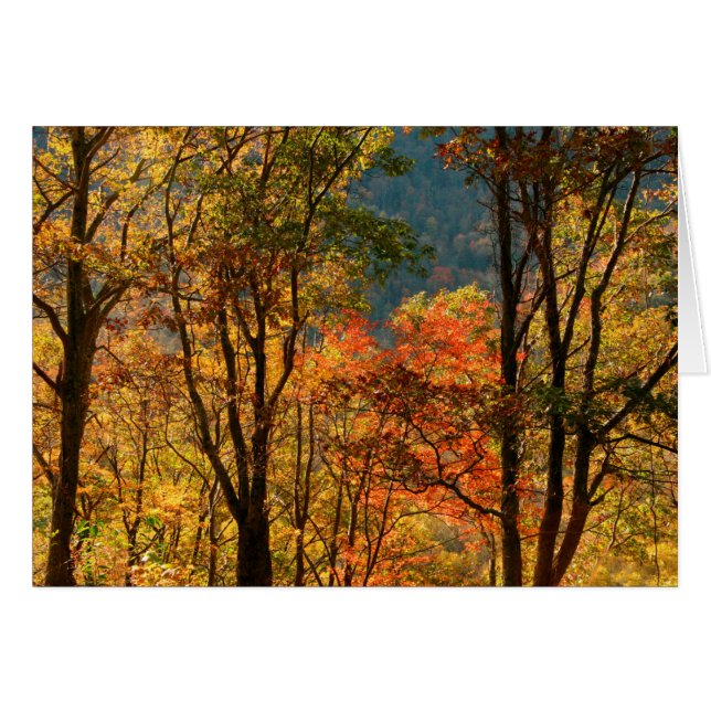 USA, Tennessee. Fall Foliage (Vorderseite (Horizontal))