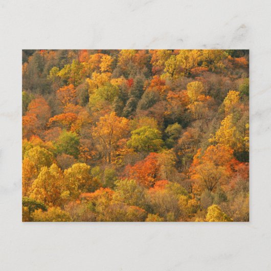 USA, Tennessee. Fall Foliage 2 Postkarte (Vorderseite)